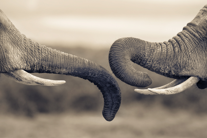 Tusks & Trunks