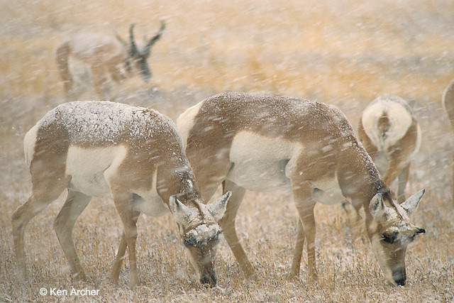 Pronghorns foraging during snowstorm