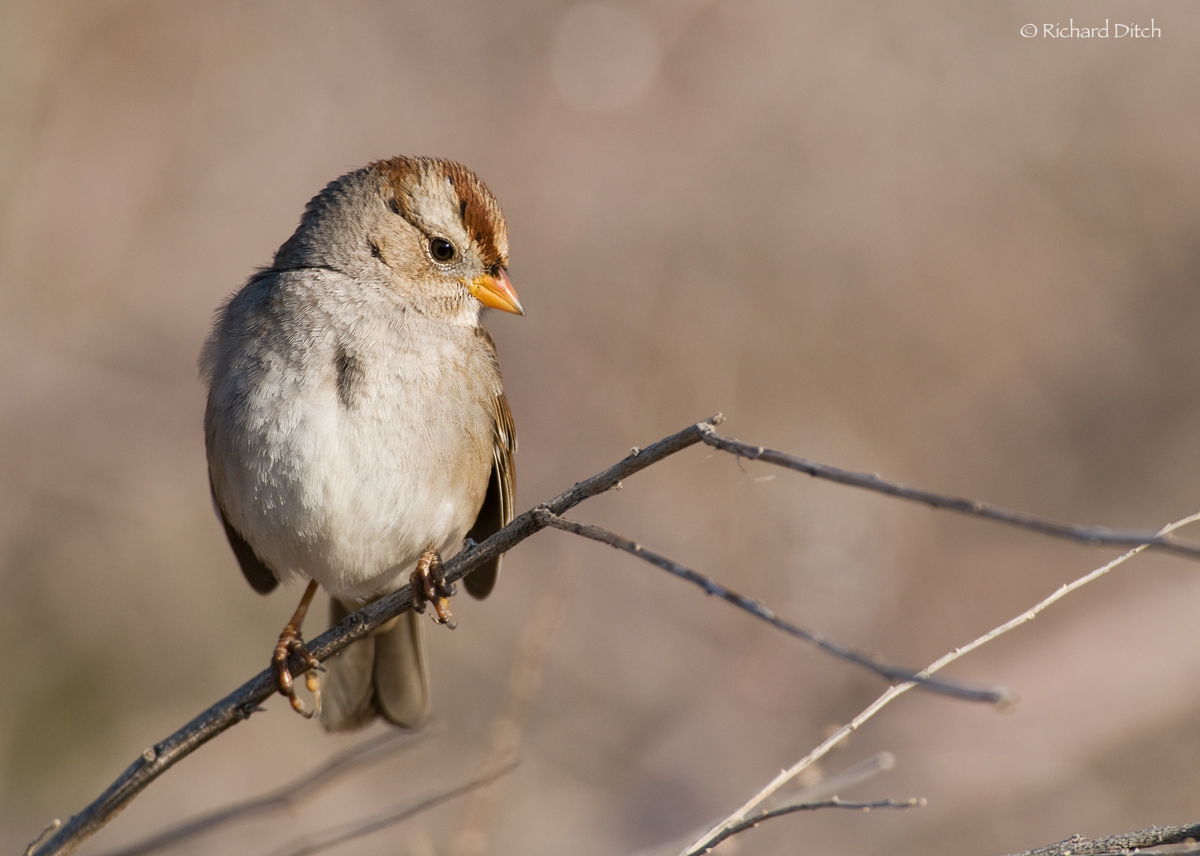 White-crowned Sparrow