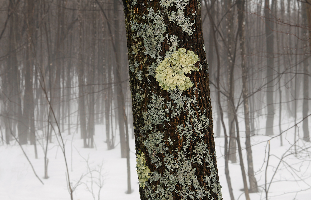 Lichen on ash tree