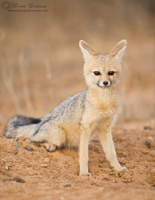 Cape Fox Kit
