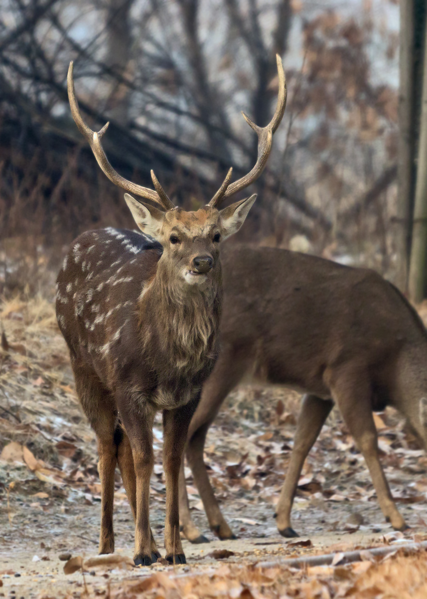 Formoson Sika Stag
