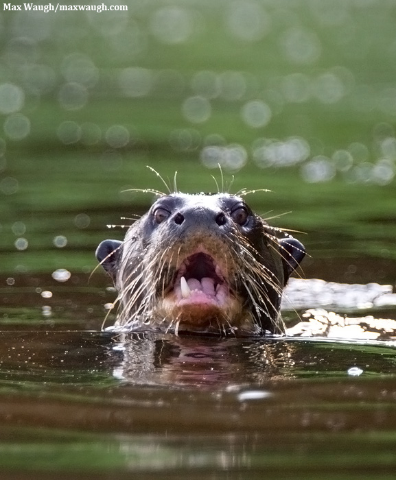 Giant River Otter