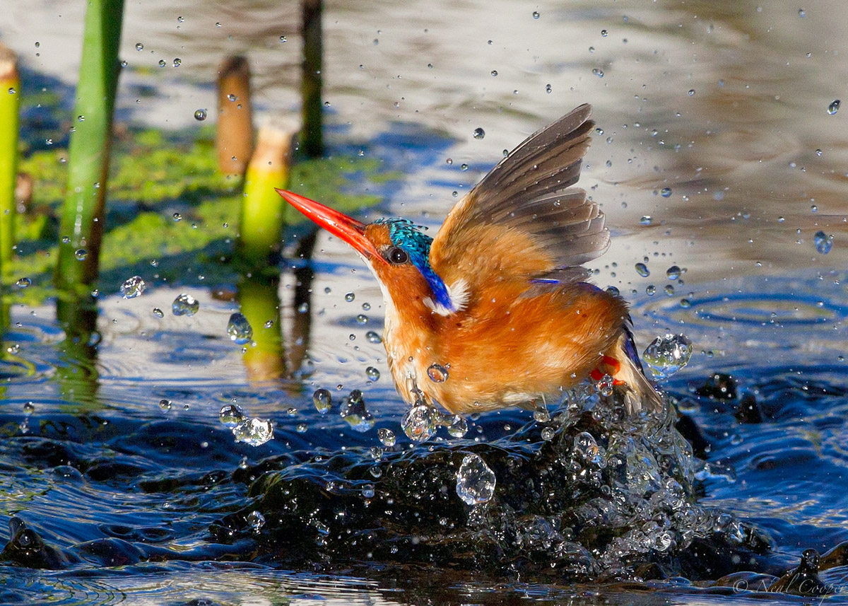 A splash of color