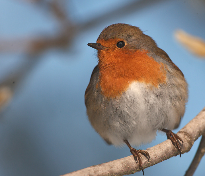Robin
