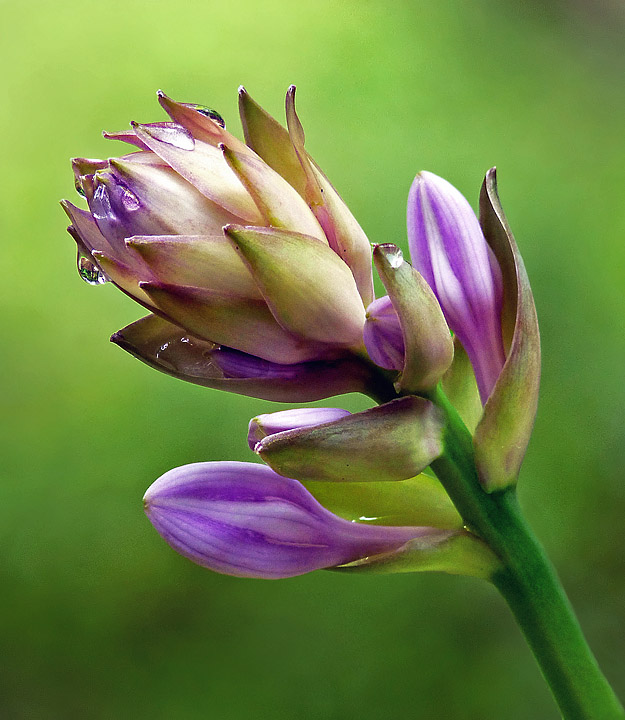 Hosta flower buds