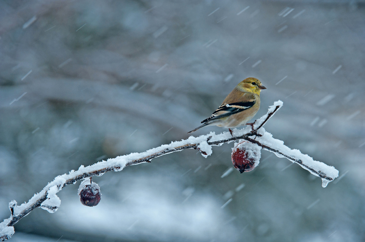 Snow Bird 