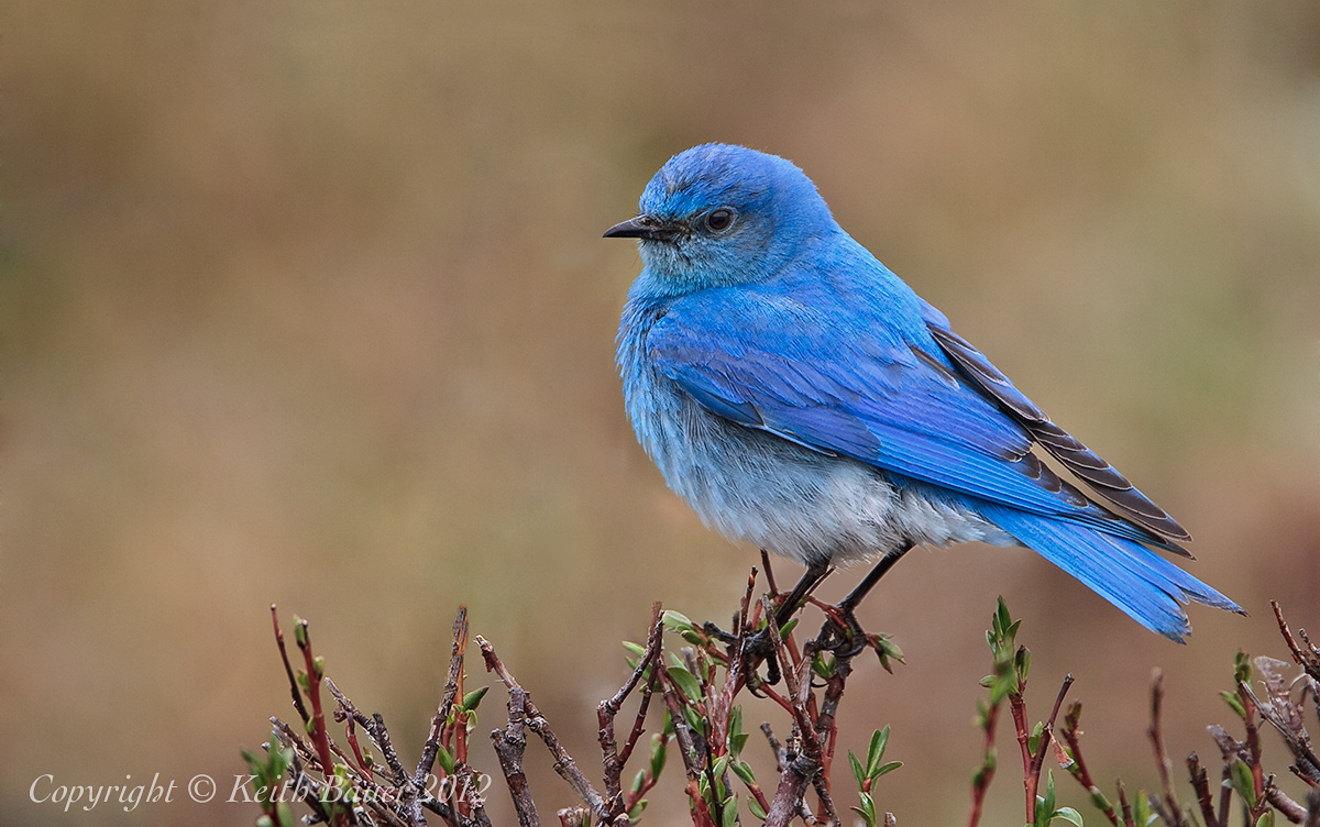 Mountain Bluebird