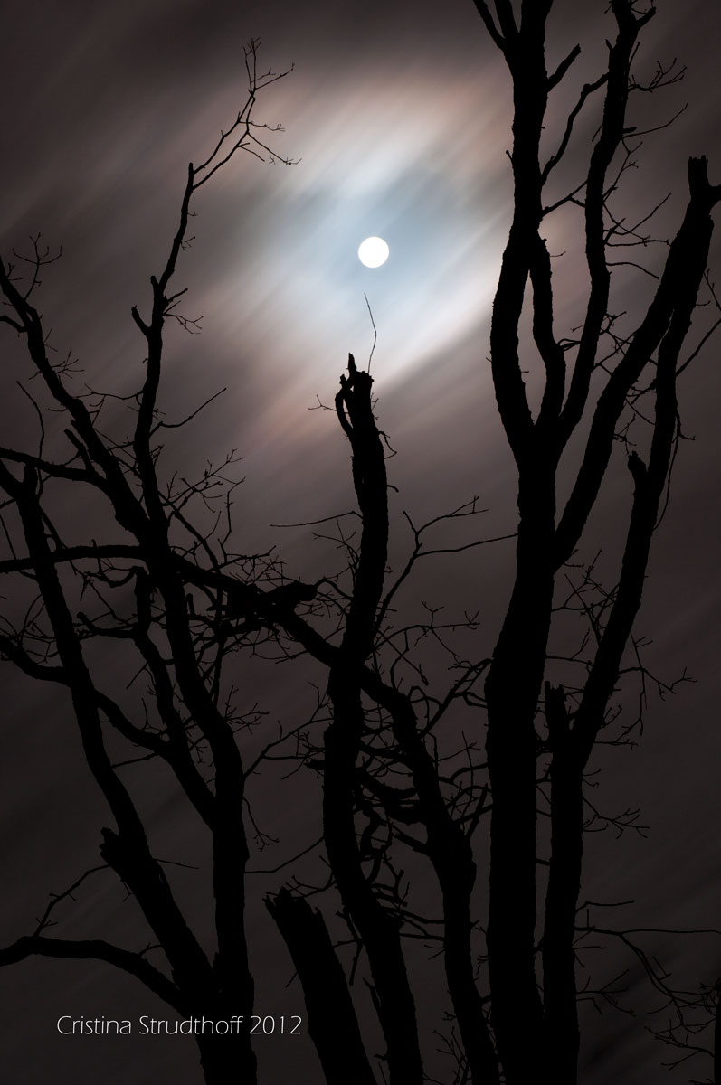 Rule the Night