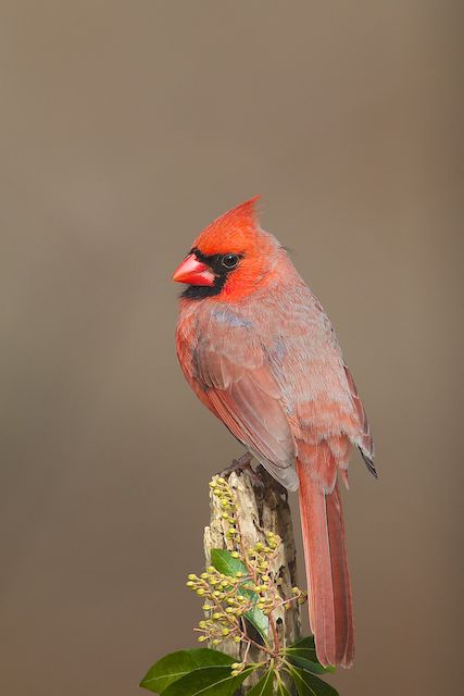 Northern Cardinal