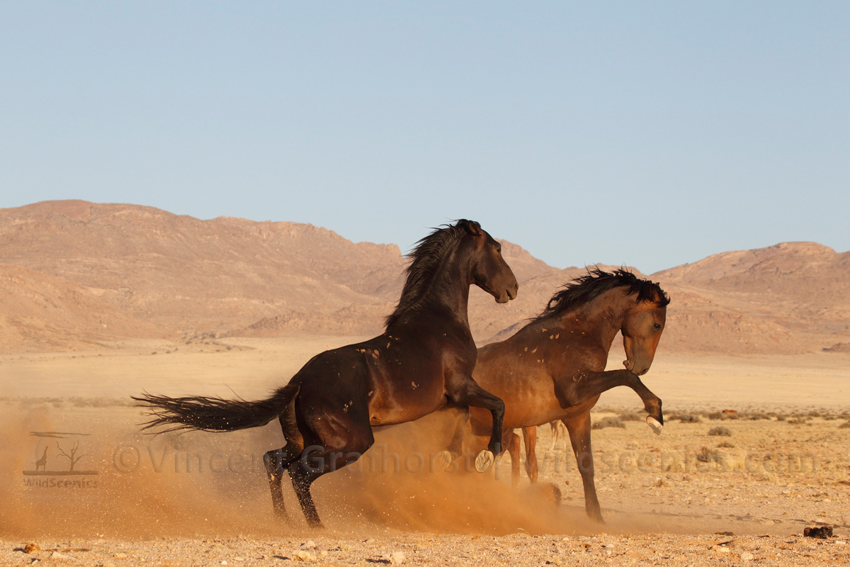 The Battle in the Desert
