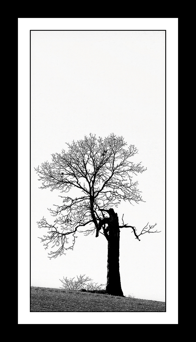Winter Tree in B&W
