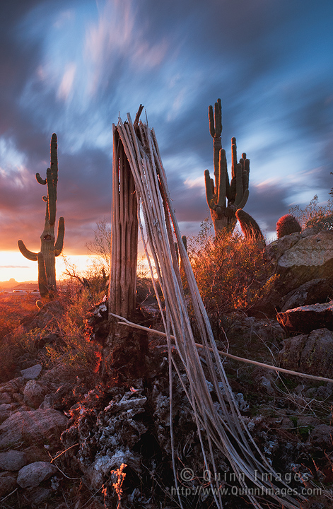 Ribs at Sunset