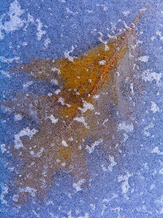 Icebound Leaf