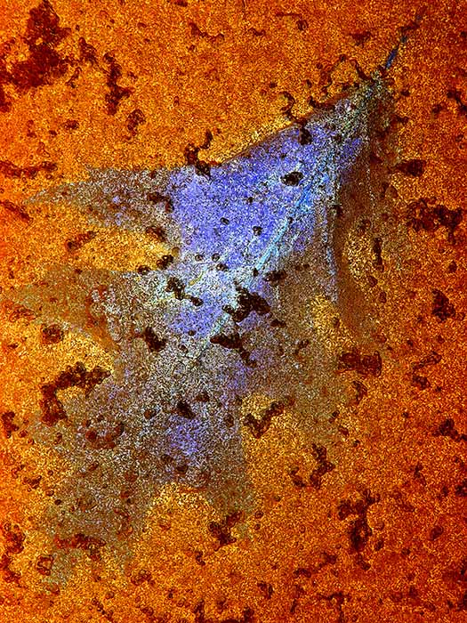 Icebound Leaf 2