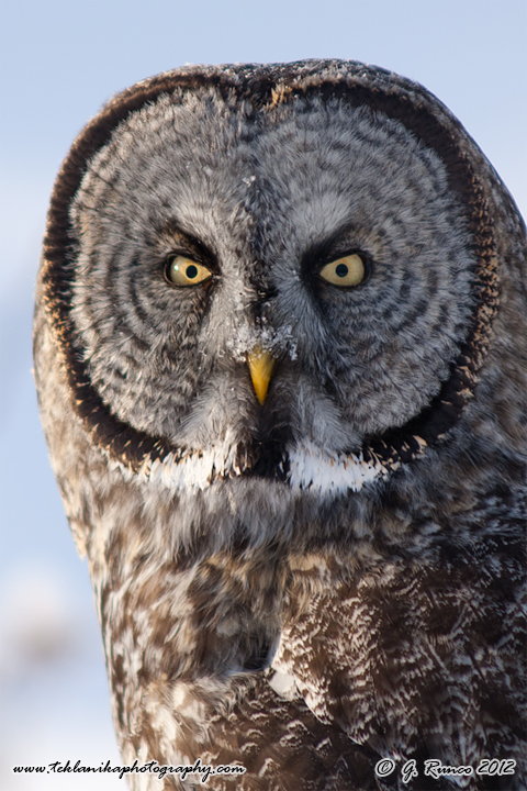 Great Gray Portrait