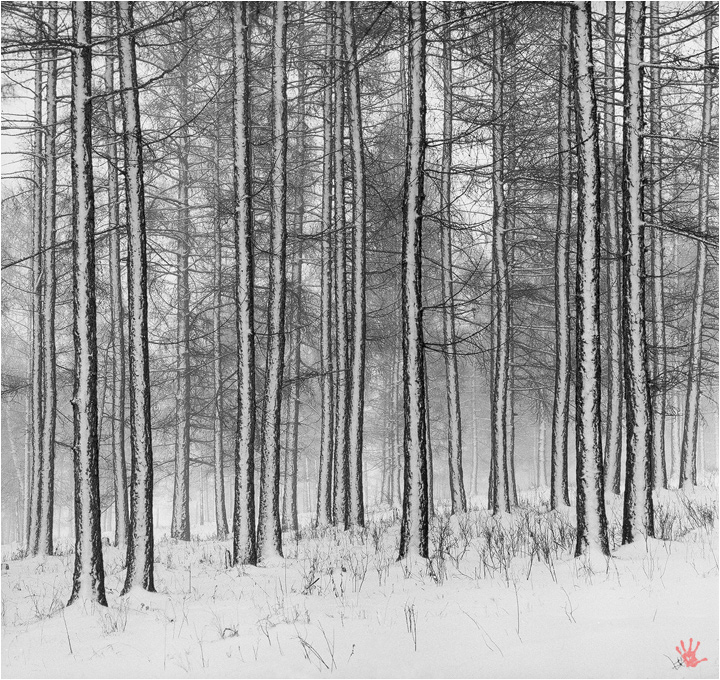 Drawn by snow