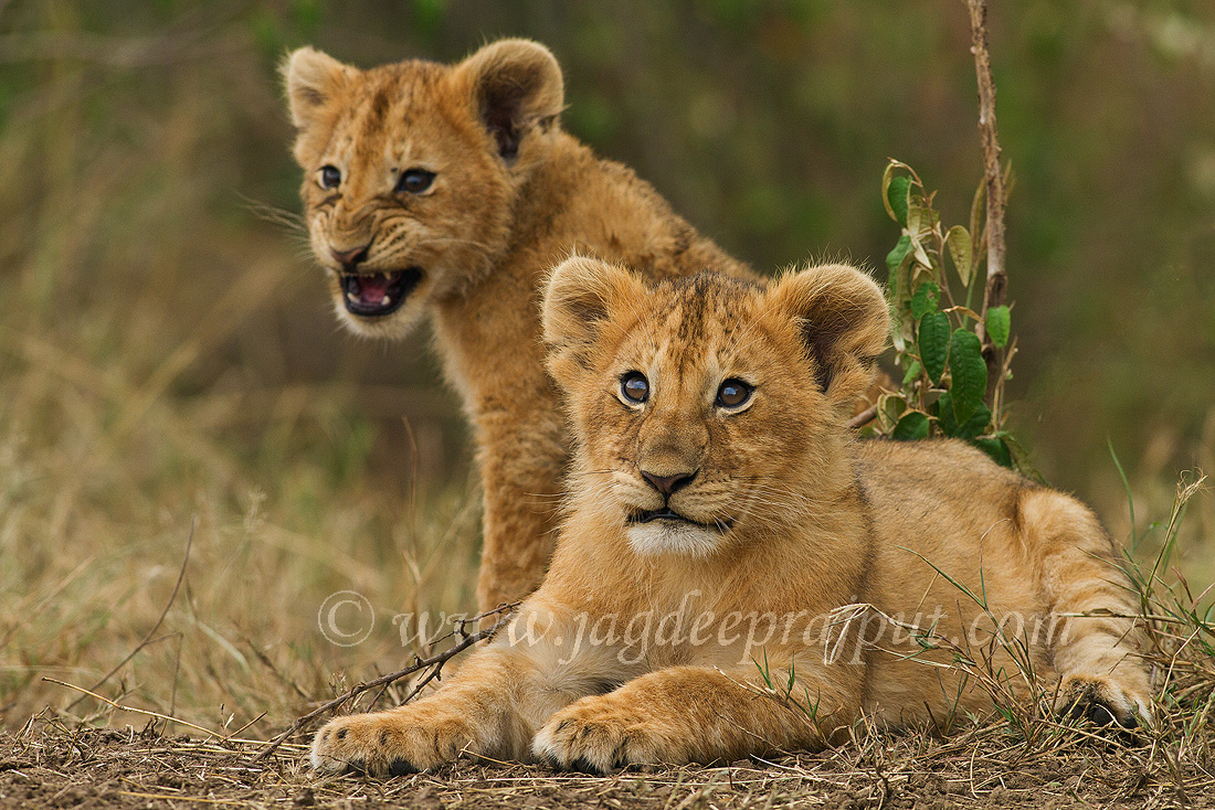 Lion Cubs