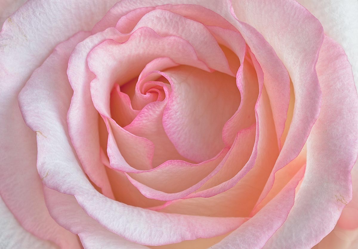 Pink Blush