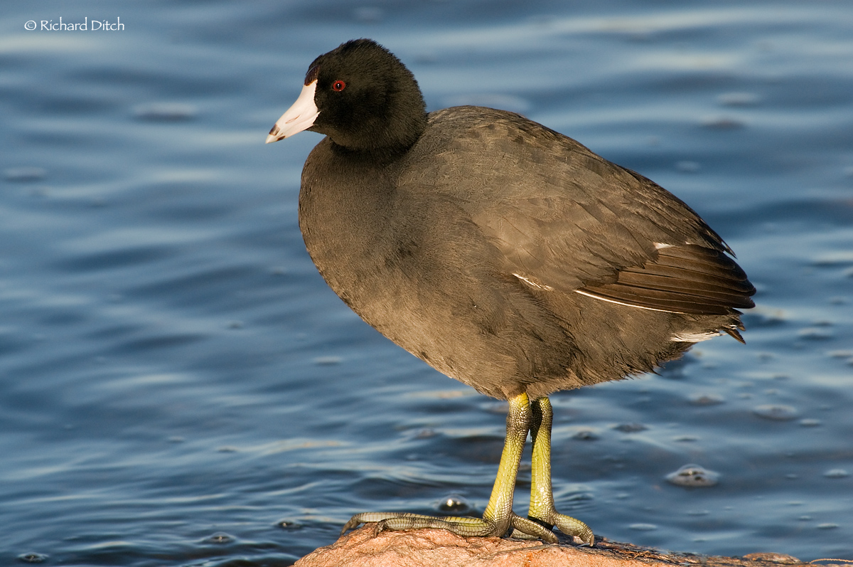 American Coot