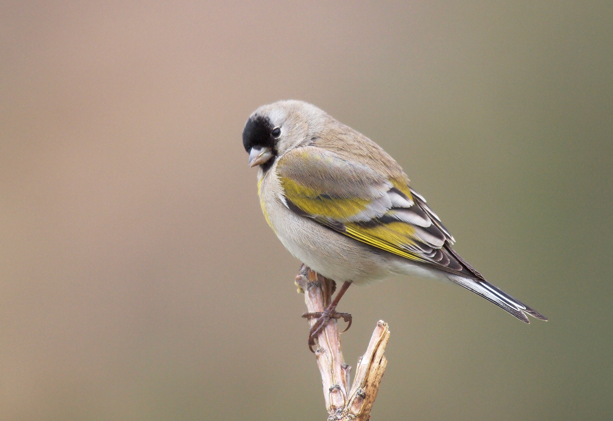 Charlie's Goldfinch