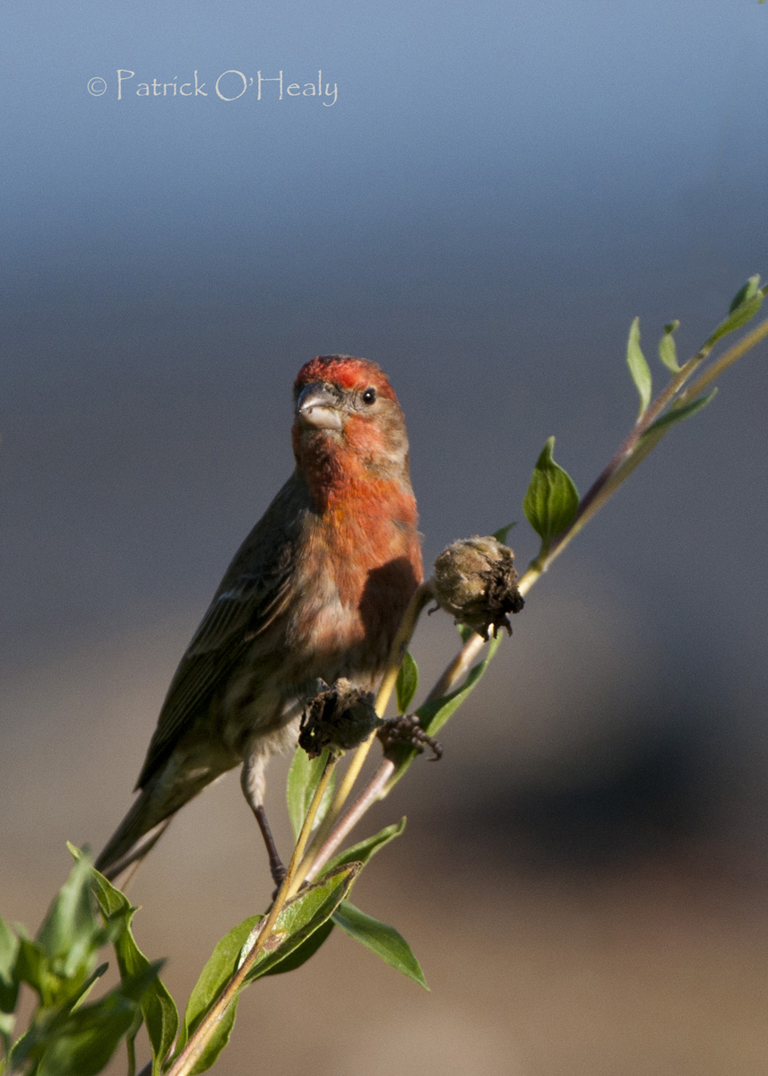 House Finch