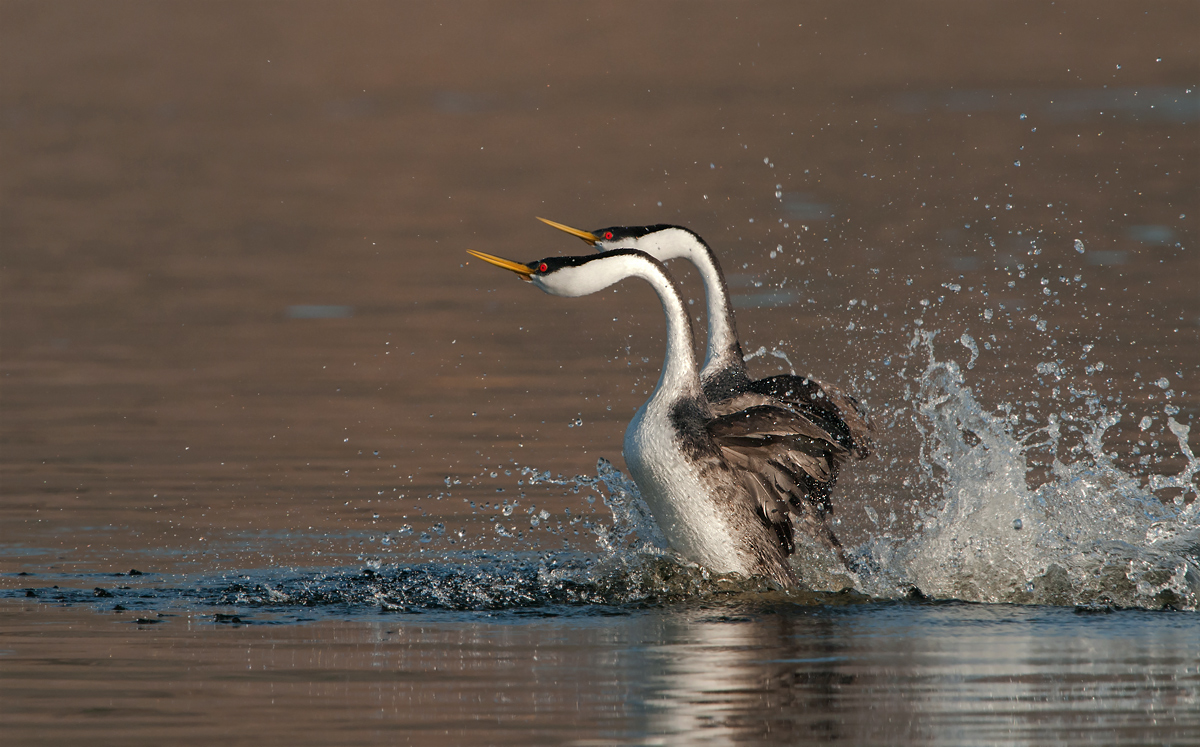 Running Grebes