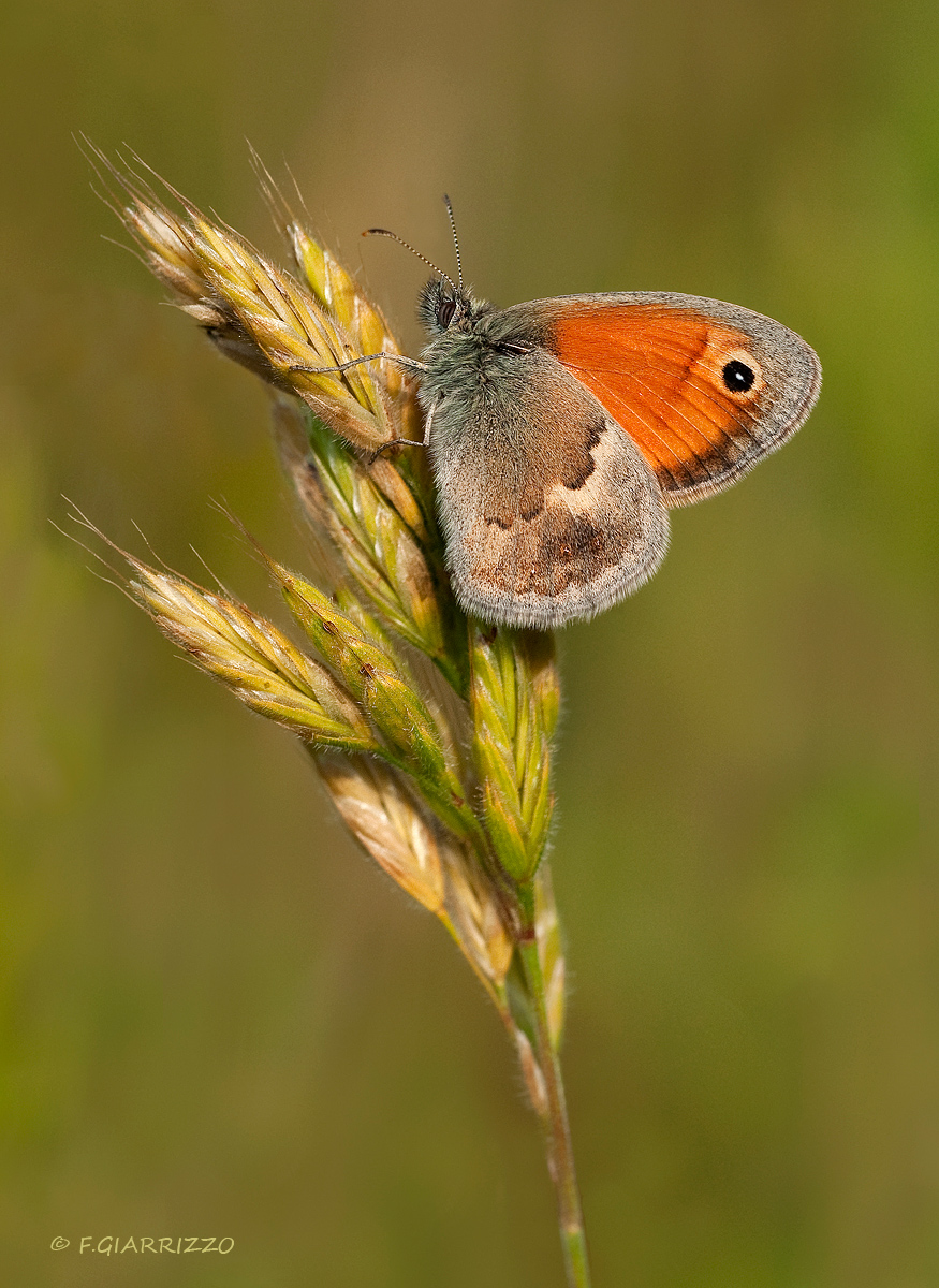 Heath butterfly