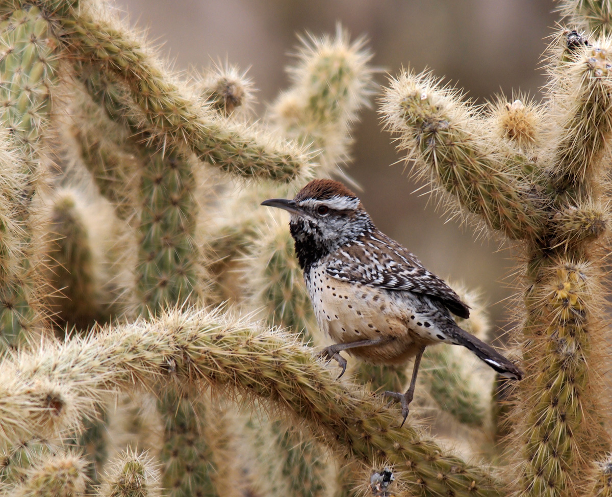 Cactus Wren