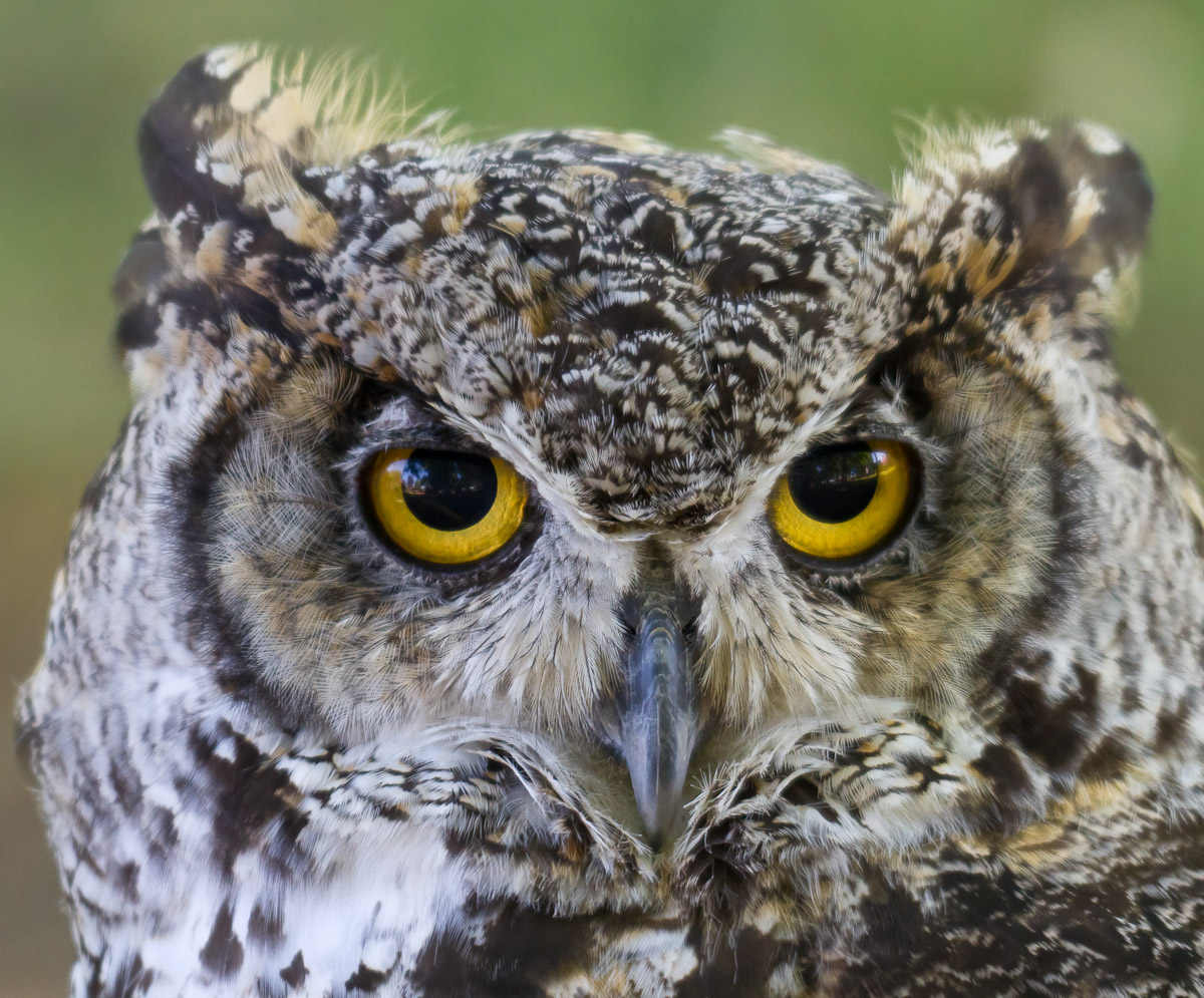 In the Eyes of the Owl
