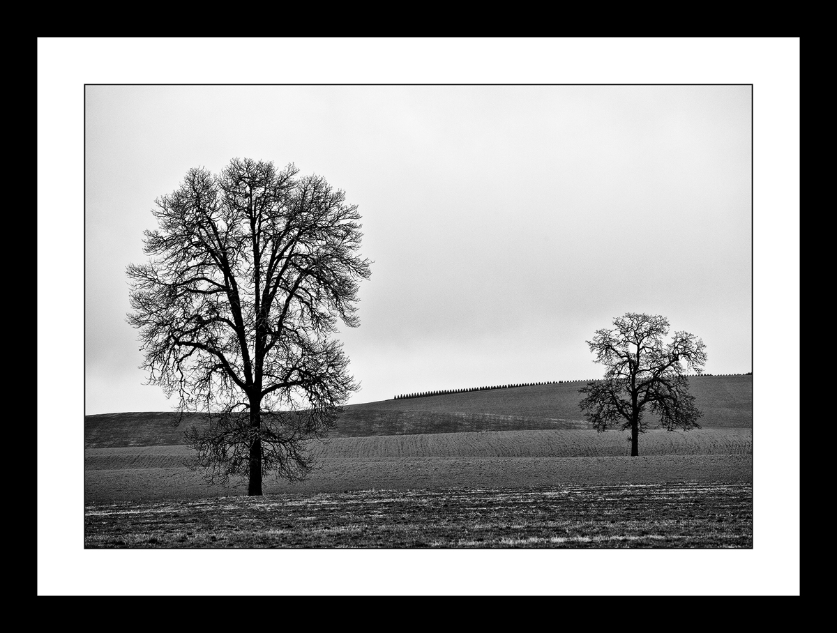 More Winter Trees.