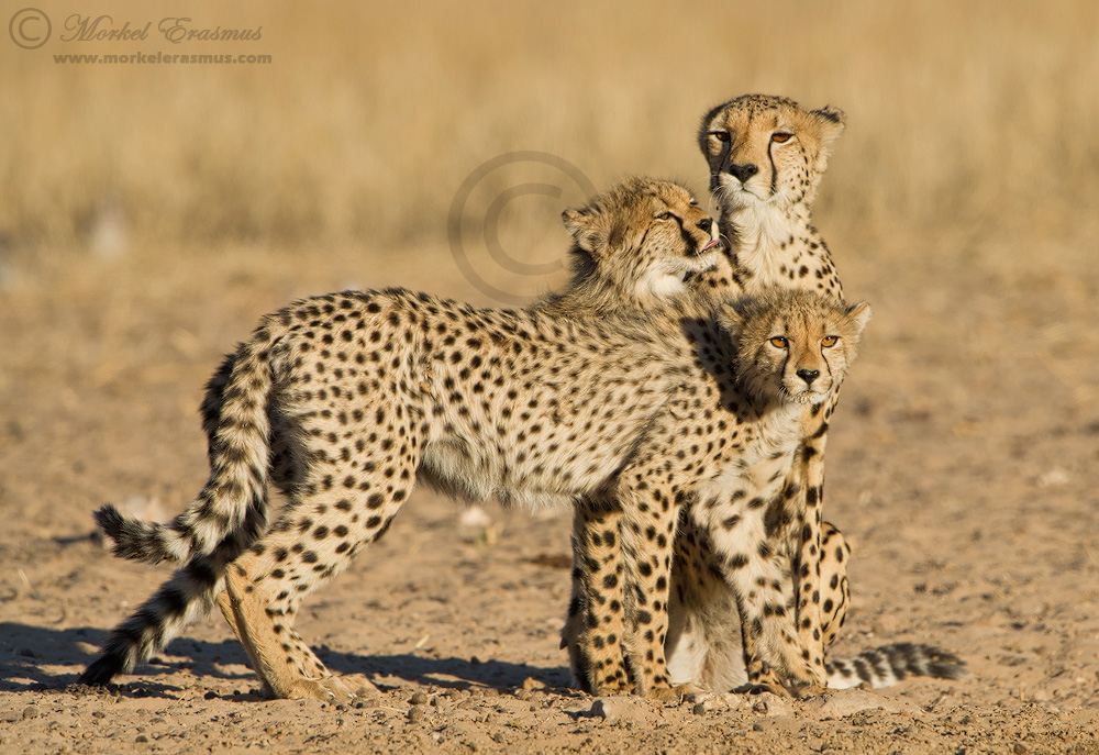 Family of Spots
