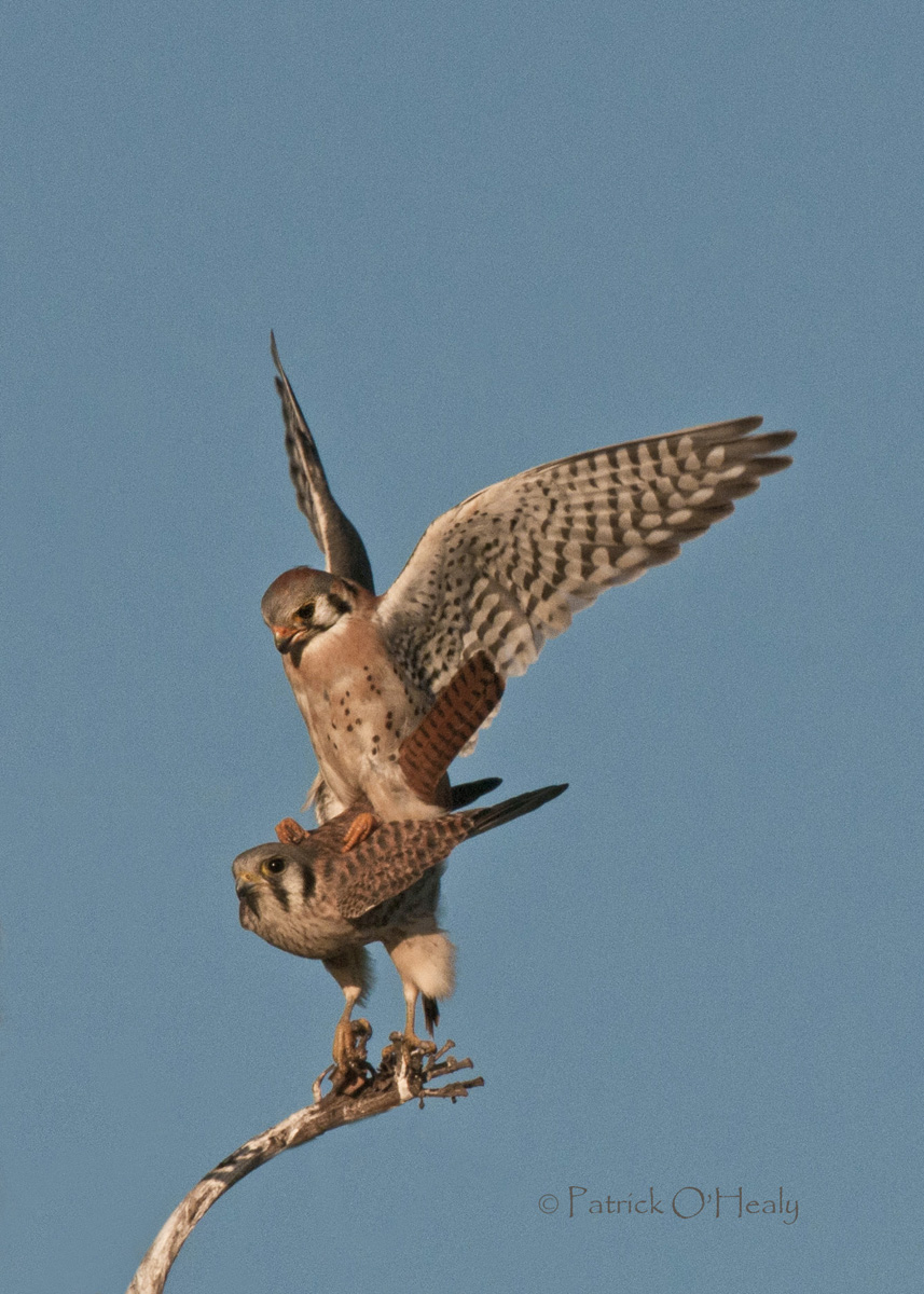 Bolsa Chica Kestrels