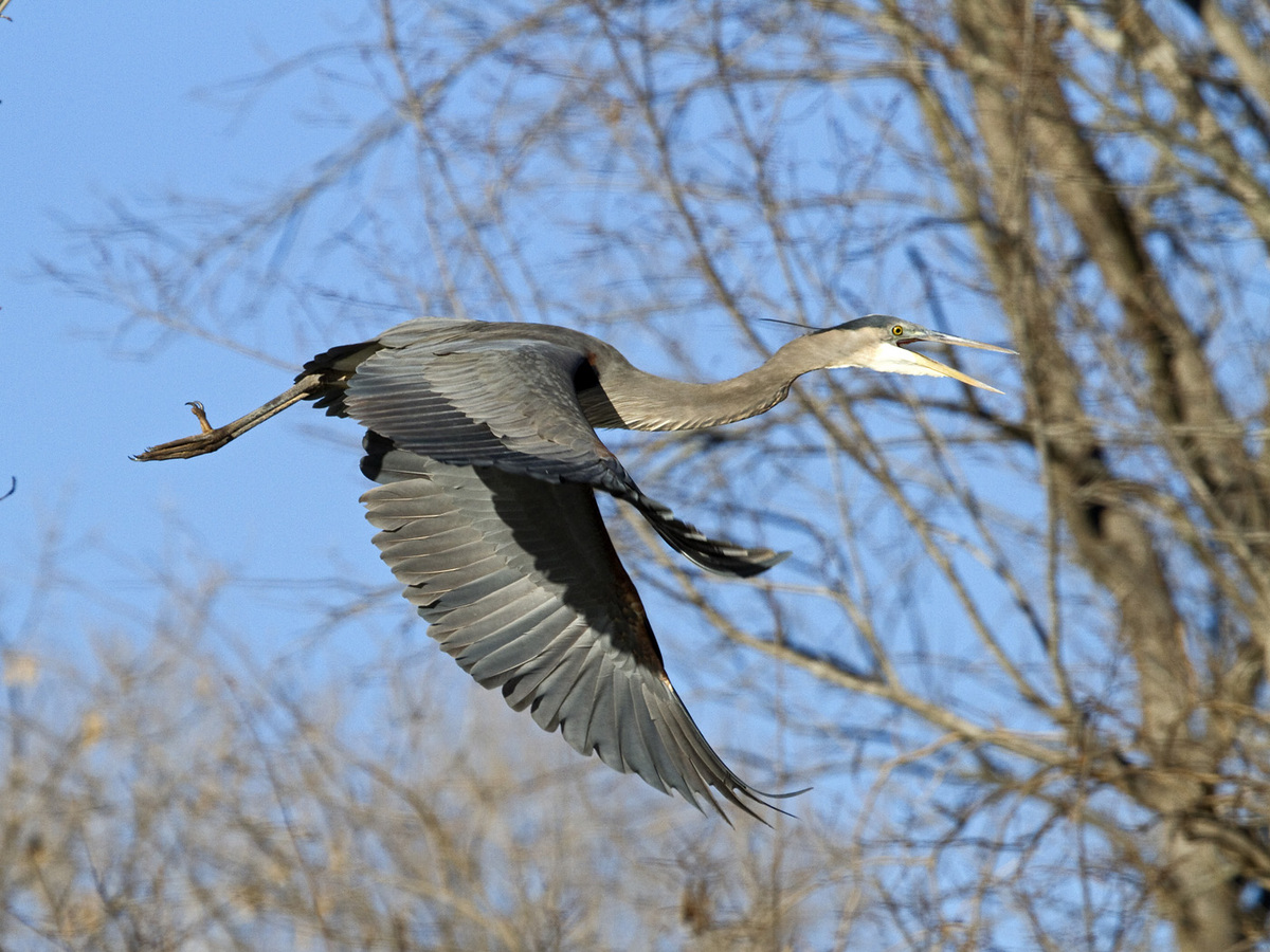 Great Blue Heron