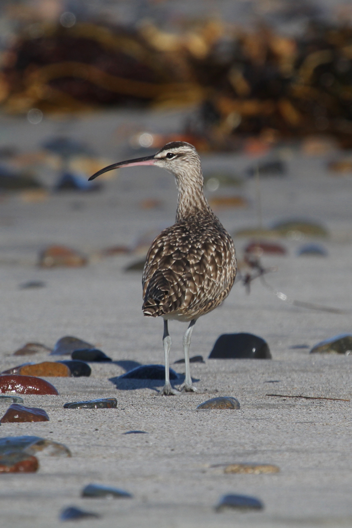 Whimbrel