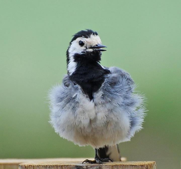 White Wagtail