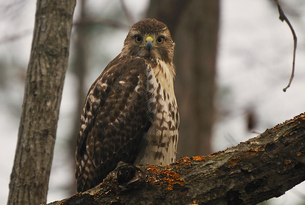 Watching Like a Hawk