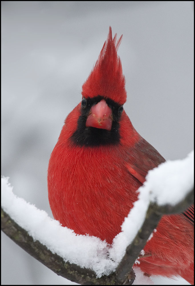 High Hat