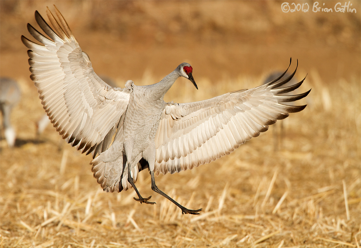 Sandhill Crane
