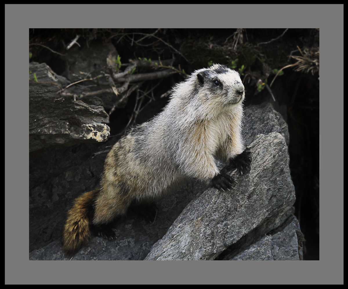 Marmot