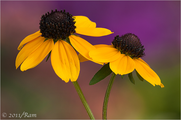 Black Eyed Susan Pair