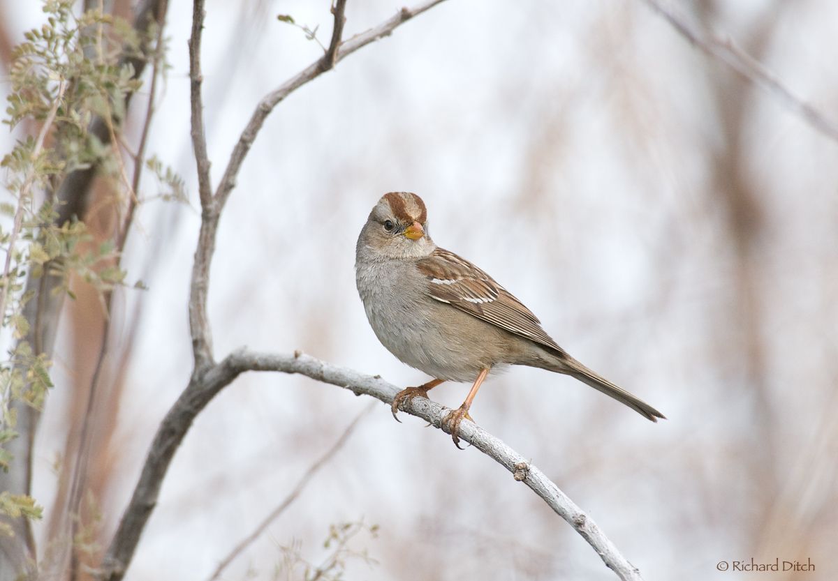 White-crowned Sparrow