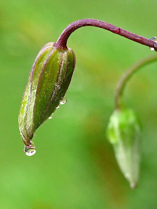 After the rain