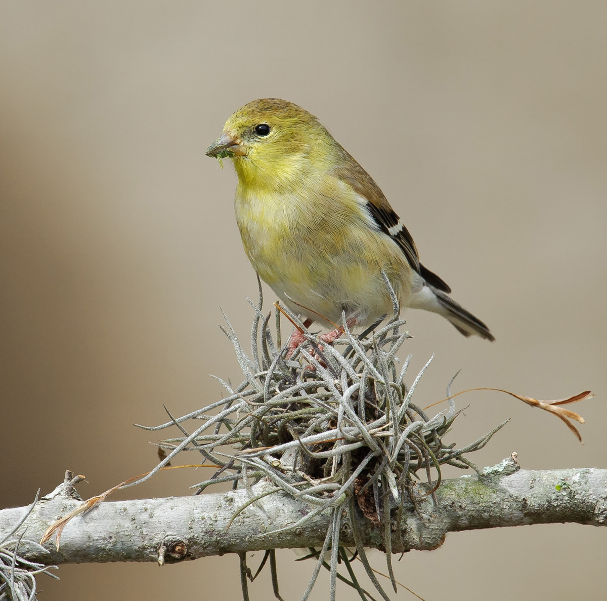 American Goldfinch