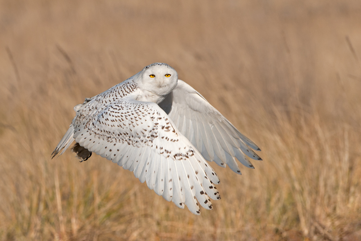 Snowy Owl