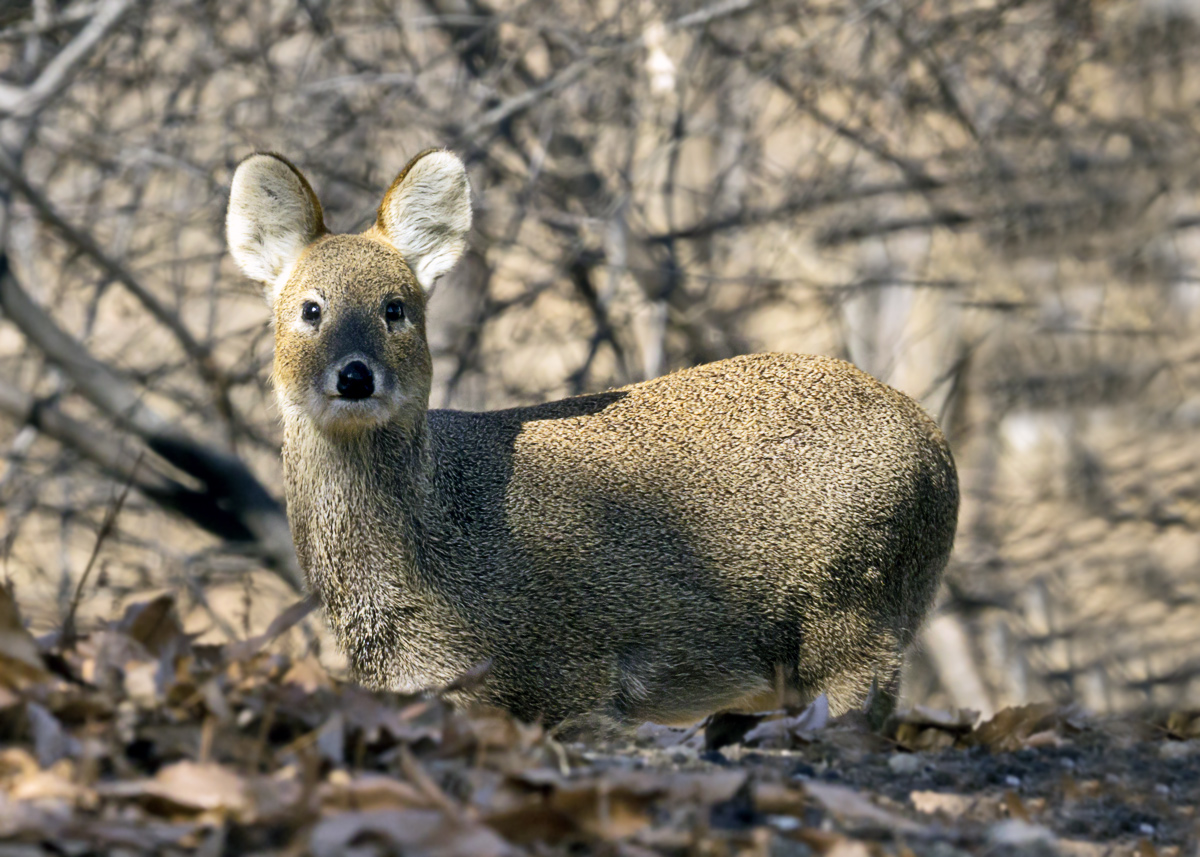 Korean Water Deer