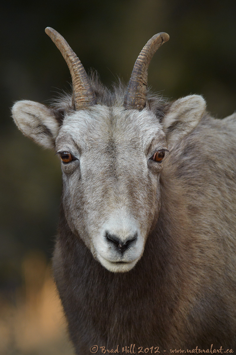 Ewe Looking at Me?