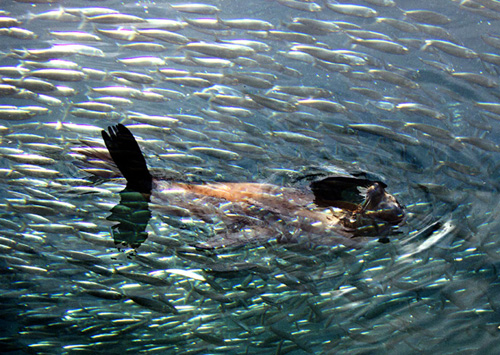 Otter 1