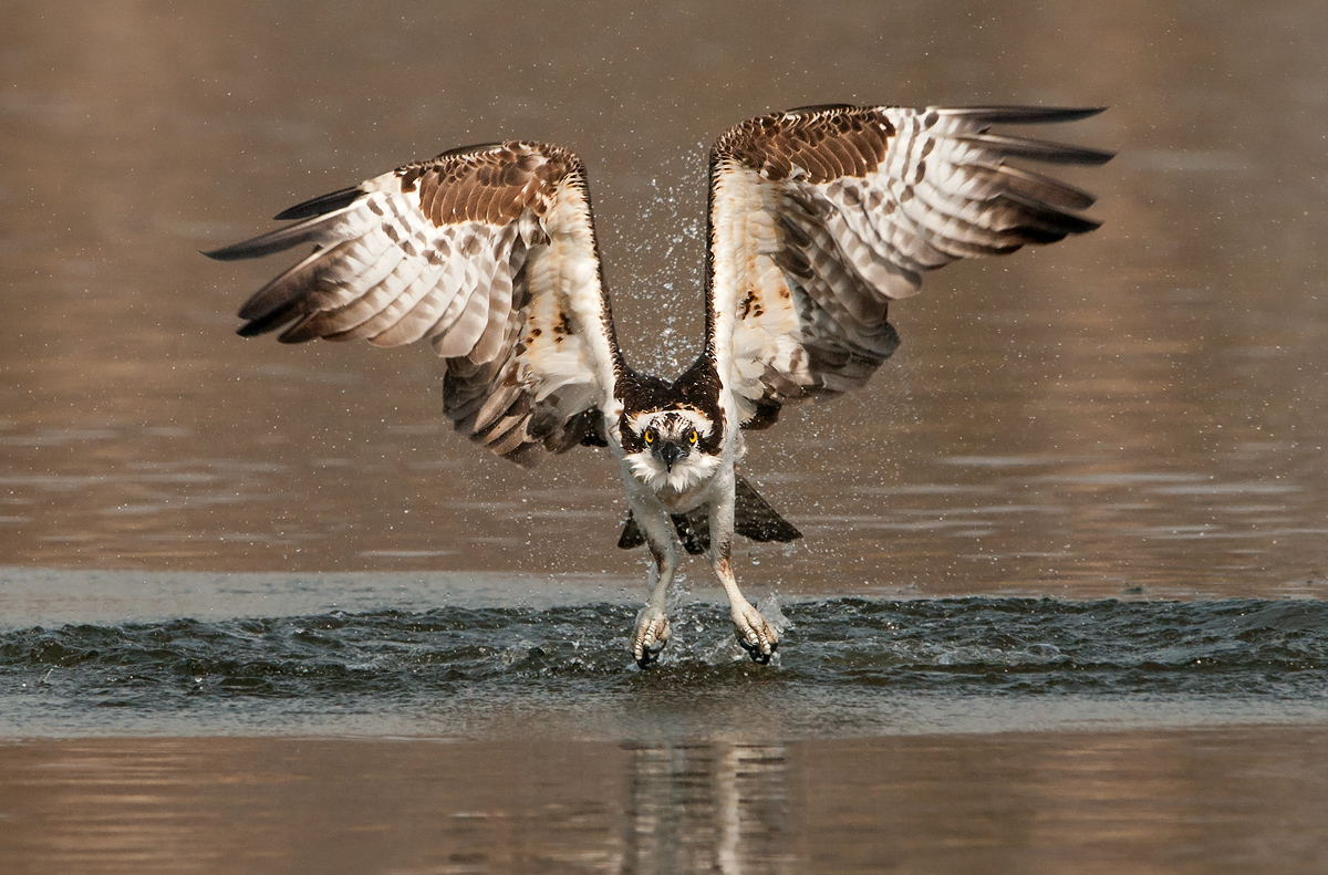 Huge Talons (Osprey)