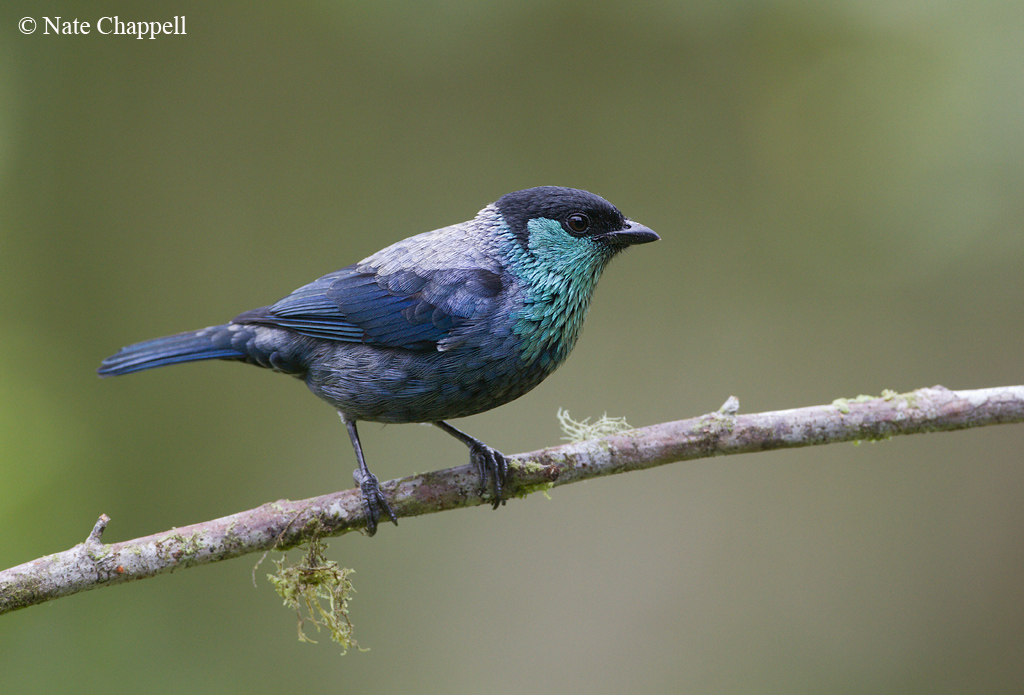 Black-capped Tanager